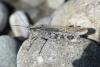 Epacromius tergestinus ponticus